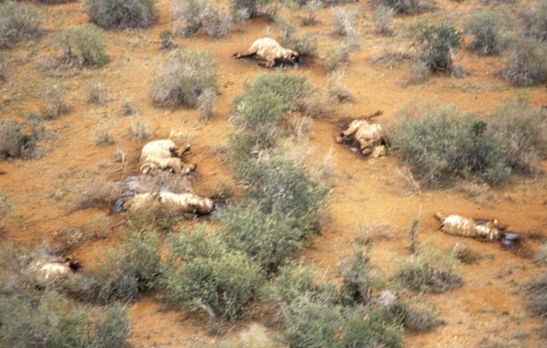 Elephants_Kenya