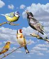 Oiseaux Oiseaux