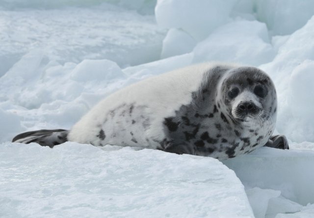 Seal-hunt
