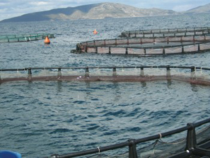 Aquaculture