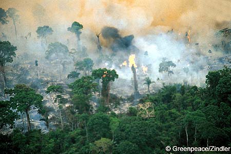 Amazonie-en-feu