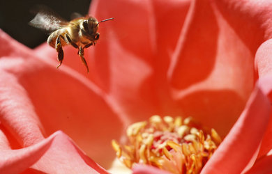 Abeilles